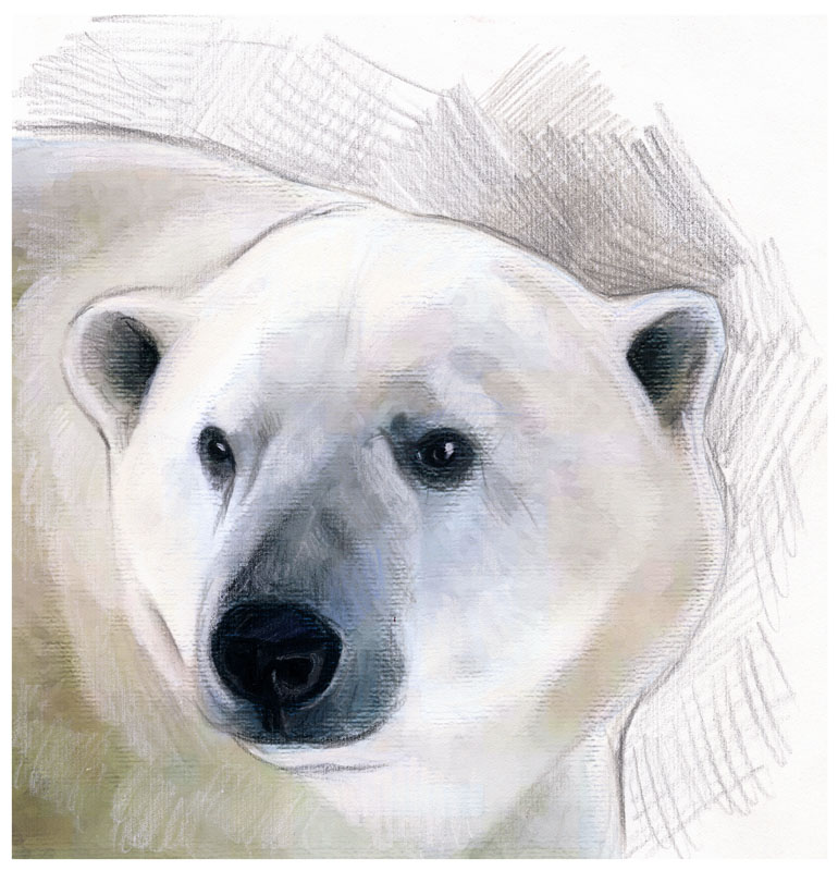 Polar Bear